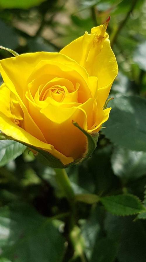 Yellow Rose Rakovica Εξωτερικό φωτογραφία